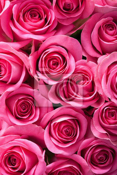 Фотообои с красивыми розами артикул 10005865