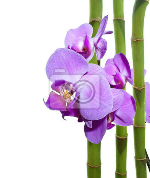 Фотообои - Орхидея и бамбук артикул 10005939