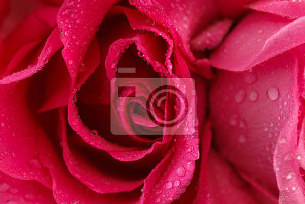 Фотообои - Большая роза артикул 10005881