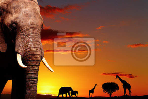 Фотообои - Африканский пейзаж со слоном артикул 10005275