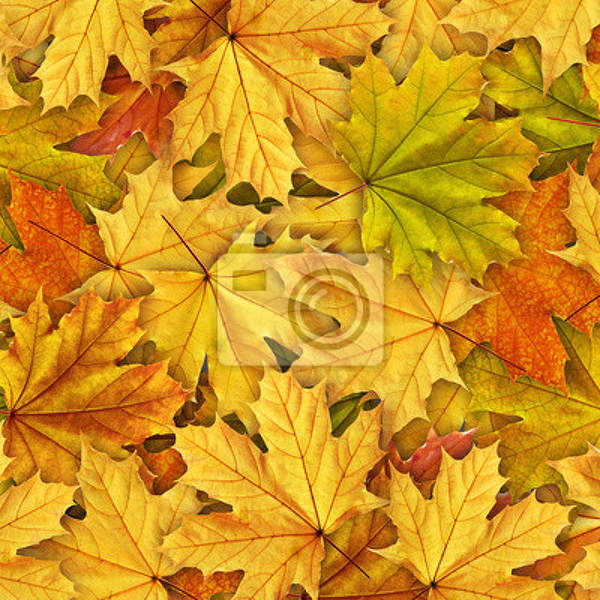 Фотообои - Желтые листья артикул 10005549