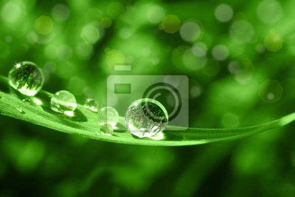 Фотообои - Зеленый лист травы артикул 10005913