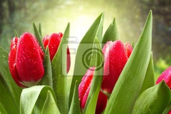 Фотообои с красными тюльпанами артикул 10006567