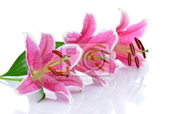 Фотообои - Три розовых лилии артикул 10007052