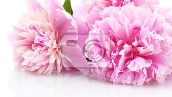 Фотообои с розовыми пионами артикул 10006859
