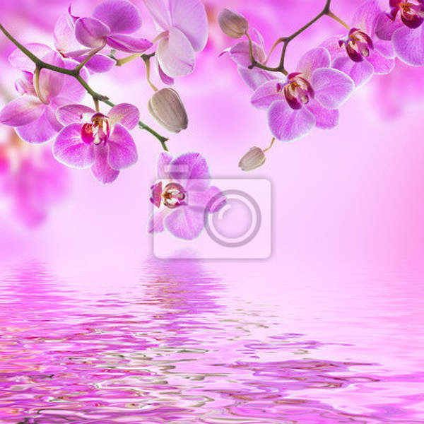 Фотообои - Орхидеи в розовом цвете артикул 10007100