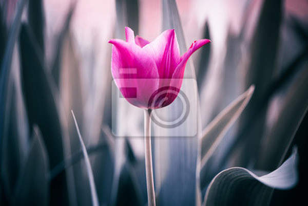 Фотообои с красивым тюльпаном артикул 10006601