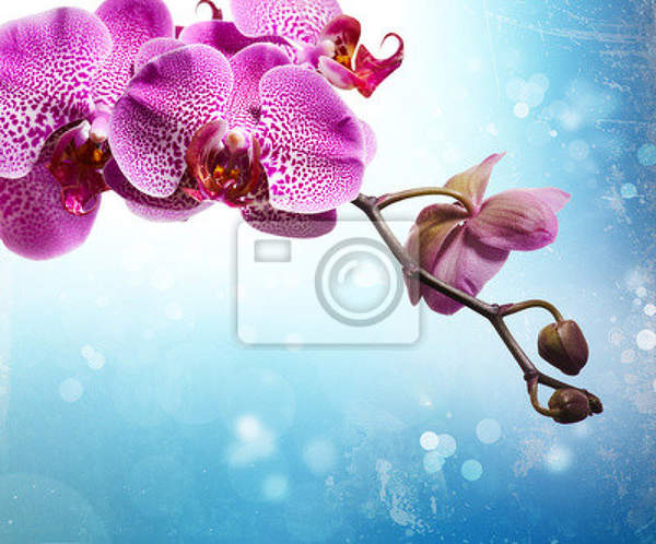 Фотообои с орхидеей на голубом фоне артикул 10006679