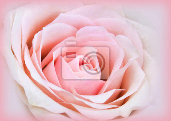 Обои для стен - Розовая роза артикул 10006853