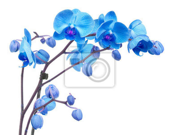 Фотообои - Синяя орхидея артикул 10006588