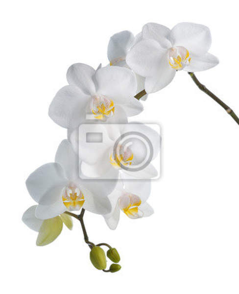 Фотообои - Белая орхидея на белом артикул 10006302