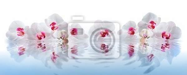 Панорамные фотообои с орхидеями артикул 10006996