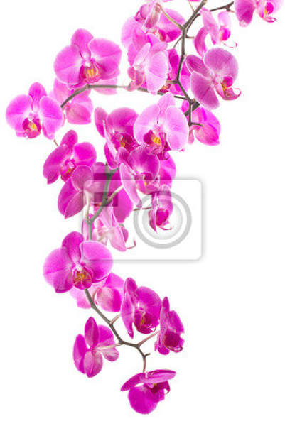 Фотообои на стену - Орхидея на белом фоне артикул 10006278