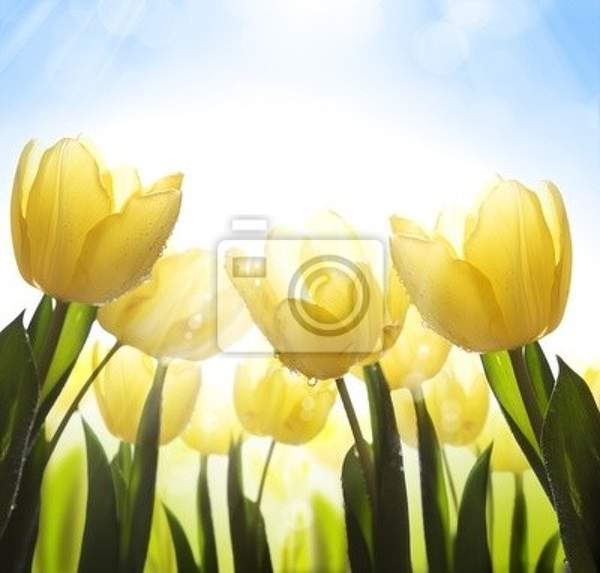 Фотообои с желтыми тюльпанами артикул 10006470