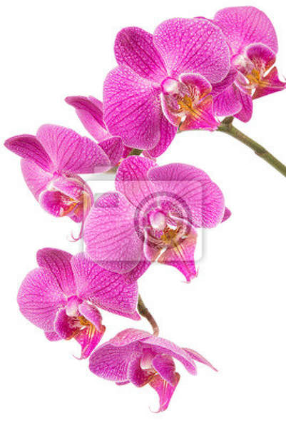 Фотообои - Розовая орхидея на белом артикул 10006303