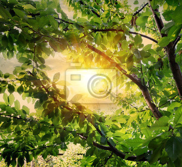 Фотообои - Зеленые ветви артикул 10006516