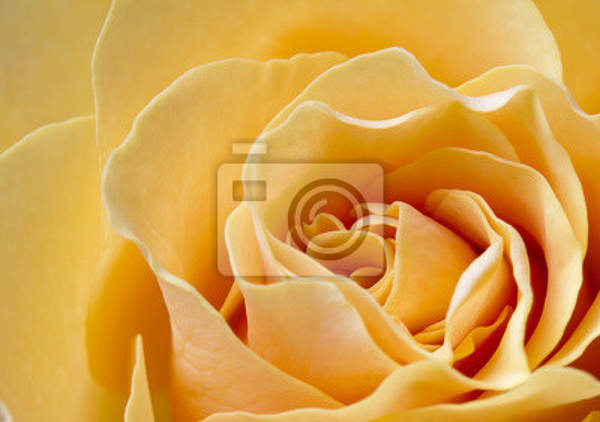 Фотообои - Персиковая роза артикул 10006843