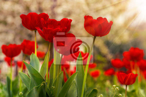 Фотообои с ярко-красными тюльпанами артикул 10006728