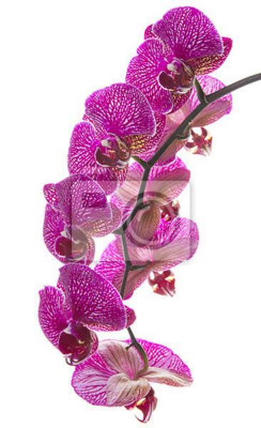 Фотообои для стен - Орхидея на белом фоне артикул 10006277