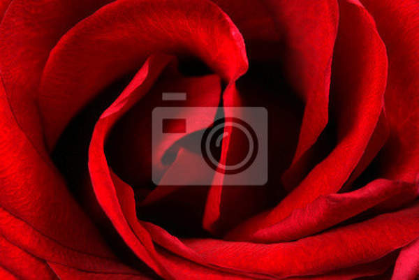 Фотообои для стен - Красная роза артикул 10006963