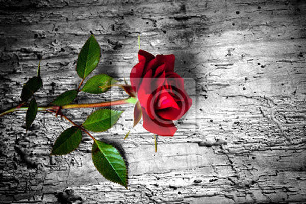Фотообои - Красная роза артикул 10006301