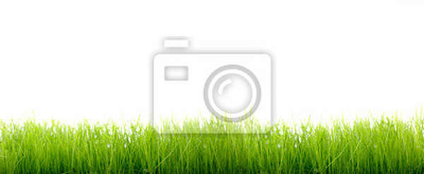 Фотообои - Зеленая травка артикул 10006497