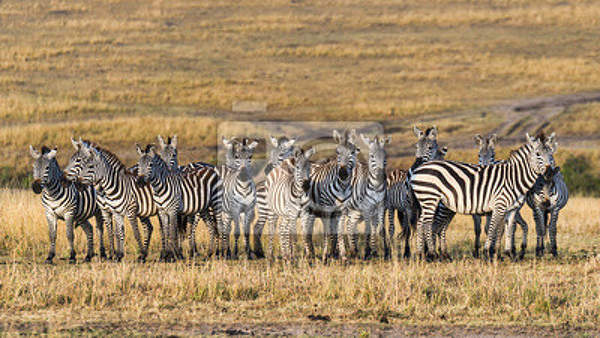 Фотообои - Зебры в Кении артикул 10006289