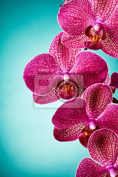 Фотообои - Крупные орхидеи артикул 10007000
