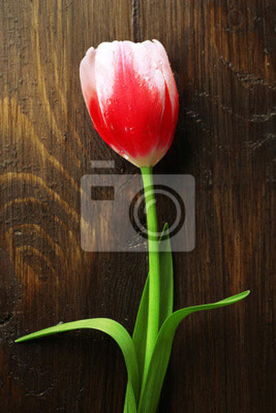 Фотообои - Тюльпан на деревянном фоне артикул 10006837