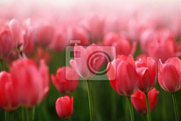 Фотообои с розовыми тюльпанами артикул 10006812