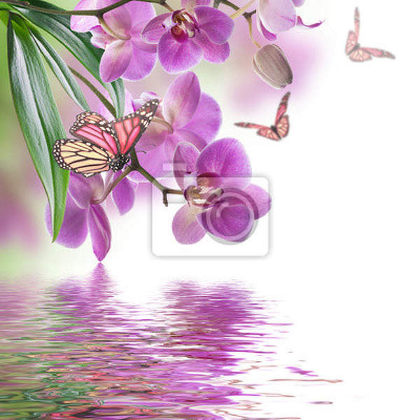 Фотообои - Орхидеи и бабочки артикул 10006995