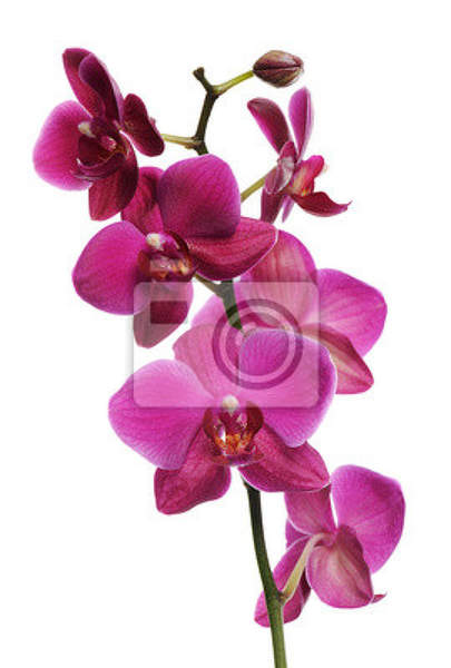 Фотообои с розовой орхидеей артикул 10006280