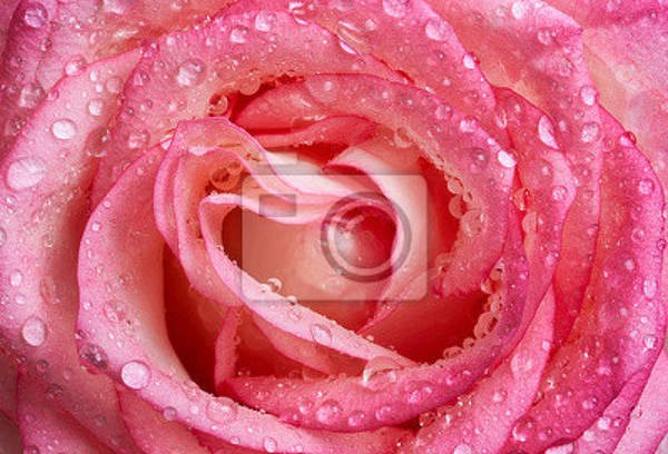 Фотообои с розой в росе артикул 10006943