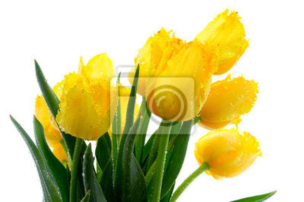 Обои для стен - Желтые тюльпаны артикул 10006687