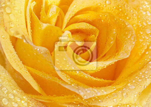 Фотообои с желтой розой в росе артикул 10006945