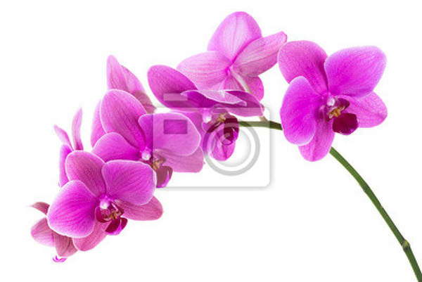 Фотообои - Веточка розовой орхидеи артикул 10006282