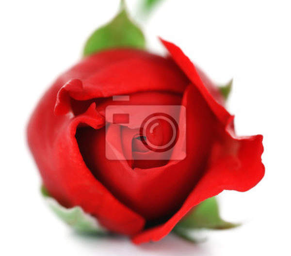 Фотообои - Красная роза на белом фоне артикул 10006839