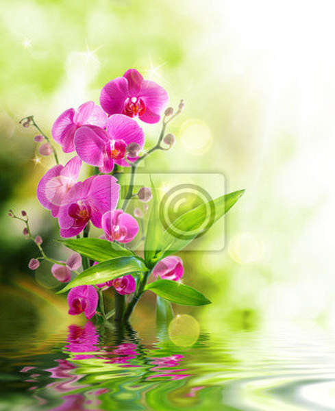 Фотообои - Орхидеи и бамбуковый росток артикул 10007004