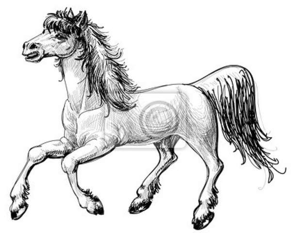 Арт-обои - Лошадь карандашом артикул 10006438