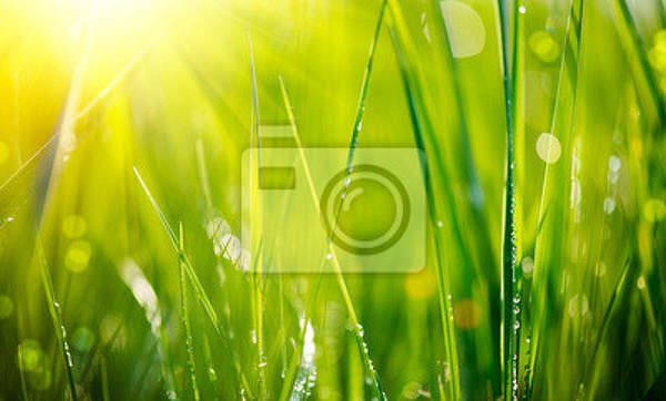 Фотообои - Свежая трава артикул 10006911