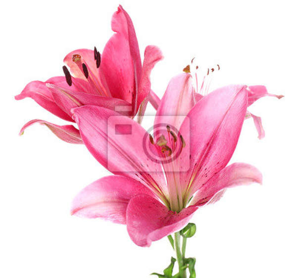 Фотообои - Яркие розовые лилии артикул 10007051