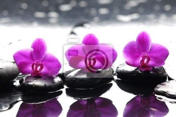 Фотообои - Розовые орхидеи на камнях артикул 10006168