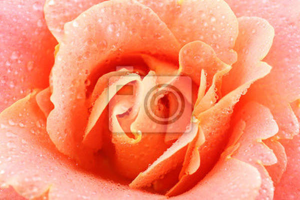 Фотообои - Цветущая роза артикул 10006577