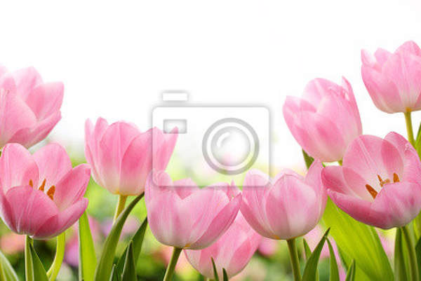 Фотообои - Нежность тюльпанов артикул 10006579