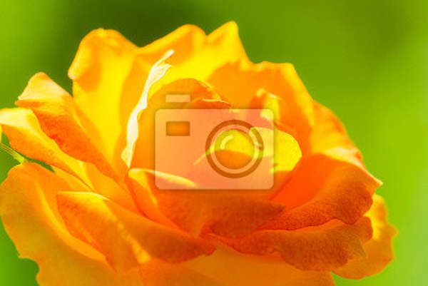 Фотообои - Желтая роза на зеленом фоне артикул 10006964