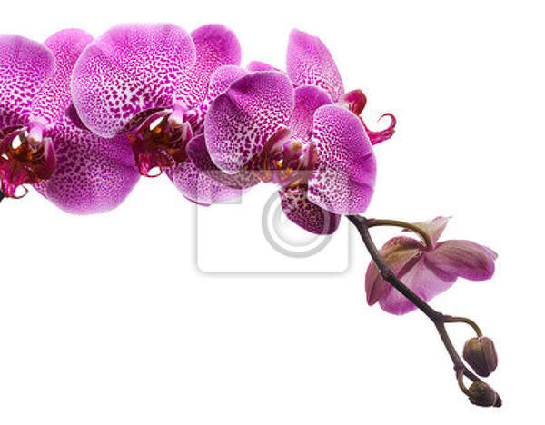 Фотообои с пурпурной орхидеей артикул 10006678