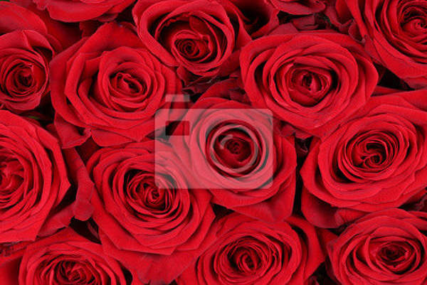 Фотообои с большими розами артикул 10006842
