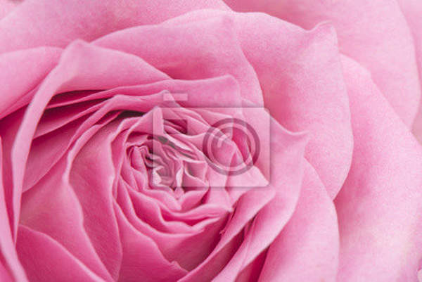 Фотообои - Большая роза артикул 10008237