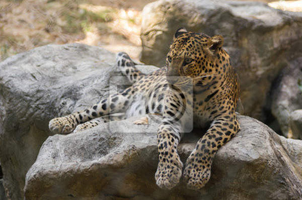 Фотообои с леопардом на камне артикул 10007949
