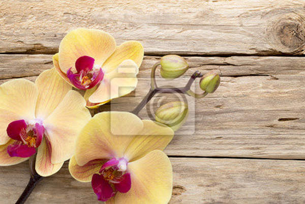 Фотообои с желтыми орхидеями артикул 10008295